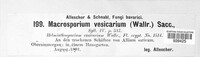 Stemphylium vesicarium image